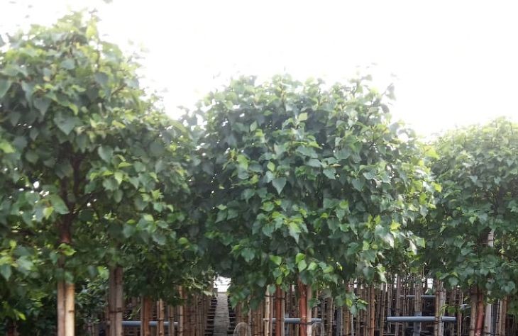 Береза повислая Мэджикал Глоб штамб 120